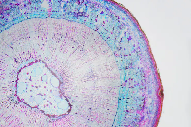 microscopic-photography-stem-xylophyta-dicotyledon-transversal-section_56854-661